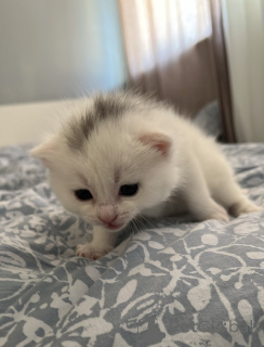 Foto №3. Britische Katze. Irland