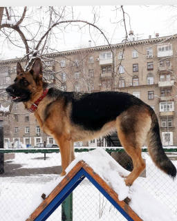 Foto №1. deutscher schäferhund - zum Verkauf in der Stadt Moskau | 219€ | Ankündigung № 2014