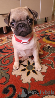 Foto №3. Verkaufe einen Hund. Kirgisistan