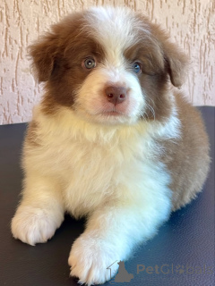 Foto №1. border collie - zum Verkauf in der Stadt Bremen | verhandelt | Ankündigung № 166822