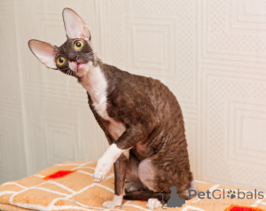 Foto №3. Gut sozialisierte Cornish-Rex-Kätzchen erhältlich. Weißrussland