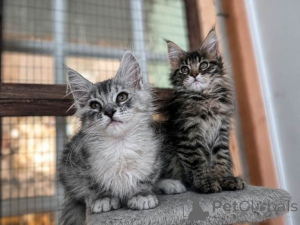 Foto №1. maine-coon-katze - zum Verkauf in der Stadt Ismaning | 350€ | Ankündigung № 169558