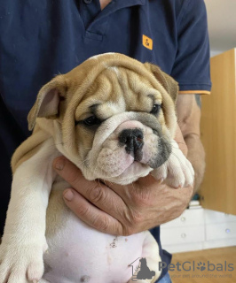 Foto №4. Ich werde verkaufen englische bulldogge in der Stadt Belgrad. züchter - preis - verhandelt