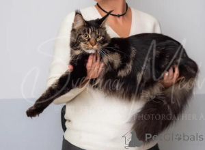 Foto №4. Ich werde verkaufen maine-coon-katze in der Stadt Sacramento. quotient 	ankündigung - preis - verhandelt