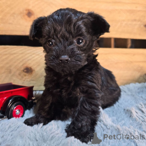 Foto №1.  - zum Verkauf in der Stadt Berlin | verhandelt | Ankündigung № 134937