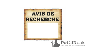 Foto №1. deutsche spitze, yorkshire terrier - zum Verkauf in der Stadt Paris | Frei | Ankündigung № 9711
