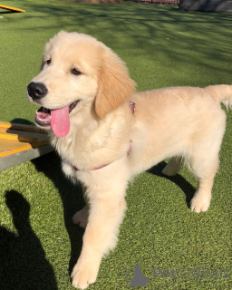 Foto №1. golden retriever - zum Verkauf in der Stadt Adelaide | 581€ | Ankündigung № 161458