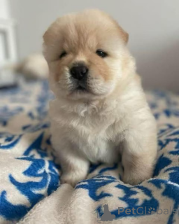 Foto №1.  - zum Verkauf in der Stadt Butzbach | verhandelt | Ankündigung № 167679