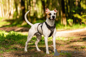 Foto №3. Der schöne Hund Darius ist in guten Händen.. Russische Föderation