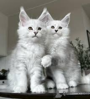 Foto №2 zu Ankündigung № 164240 zu verkaufen maine-coon-katze - einkaufen Belgien quotient 	ankündigung, züchter