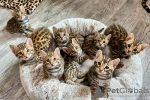 Foto №1. bengal katzenrasse - zum Verkauf in der Stadt Братислава | 250€ | Ankündigung № 117060