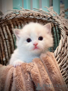 Foto №1. ragdoll-katze - zum Verkauf in der Stadt Berlin | 200€ | Ankündigung № 148566