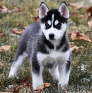 Foto №1. siberian husky - zum Verkauf in der Stadt Stockholm | verhandelt | Ankündigung № 113166