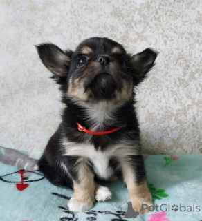 Foto №1. chihuahua - zum Verkauf in der Stadt Флорида Сити | 531€ | Ankündigung № 138833