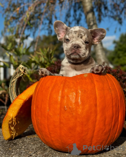 Foto №1. französische bulldogge - zum Verkauf in der Stadt München | 800€ | Ankündigung № 150637