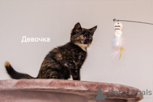 Foto №4. Ich werde verkaufen hauskatze in der Stadt Obninsk. quotient 	ankündigung - preis - Frei