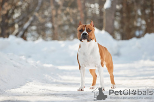 Zusätzliche Fotos: American Staffordshire Terrier mit Ahnentafel