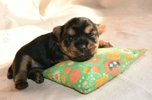 Foto №3. Norwich Terrier. Welpen. Russische Föderation