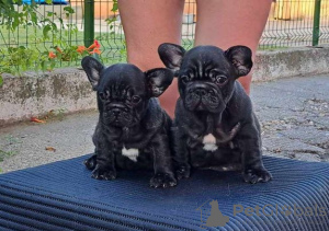 Foto №2 zu Ankündigung № 111929 zu verkaufen französische bulldogge - einkaufen Serbien züchter