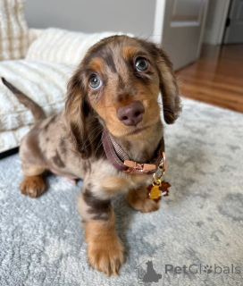 Foto №1. dackel - zum Verkauf in der Stadt Wien | verhandelt | Ankündigung № 163659