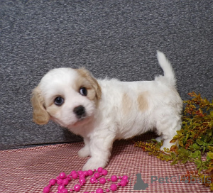 Foto №1.  - zum Verkauf in der Stadt Podolszyn jetzt | verhandelt | Ankündigung № 163193