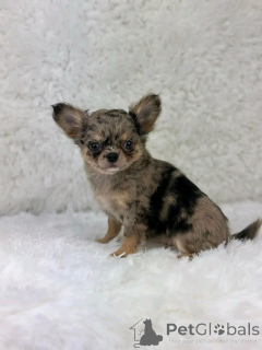 Foto №3. Teacup-Chihuahua zur Adoption. Deutschland