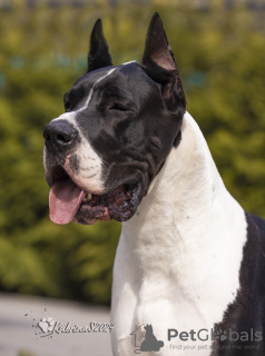 Foto №2 zu Ankündigung № 127432 zu verkaufen deutsche dogge - einkaufen Kirgisistan vom kindergarten