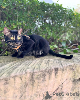 Foto №1. bengal katzenrasse - zum Verkauf in der Stadt Rapperwil-Jona | 750€ | Ankündigung № 152723