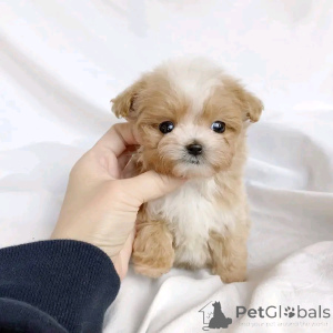 Foto №1. maltipu - zum Verkauf in der Stadt Berlin | 800€ | Ankündigung № 138908