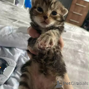 Foto №2 zu Ankündigung № 167253 zu verkaufen bengal katzenrasse - einkaufen Deutschland quotient 	ankündigung