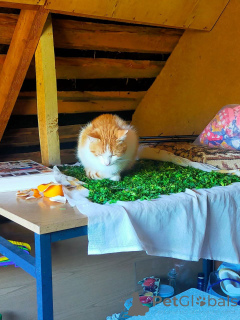 Foto №3. Ich werde der Katze kostenlos in guten Händen geben. Russische Föderation