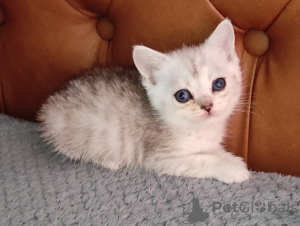 Foto №4. Ich werde verkaufen schottische faltohrkatze in der Stadt Krivoy Rog. vom kindergarten, züchter - preis - 155€