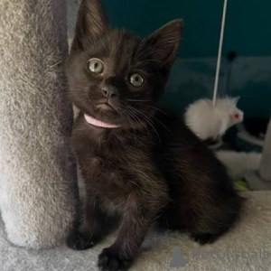 Foto №1. havana-katze - zum Verkauf in der Stadt Helsinki | 500€ | Ankündigung № 178426