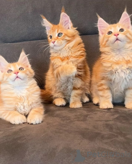 Foto №1. maine-coon-katze - zum Verkauf in der Stadt Gardabani | verhandelt | Ankündigung № 174616