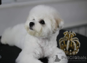 Foto №3. Bichon Frise Welpe zu verkaufen. Serbien