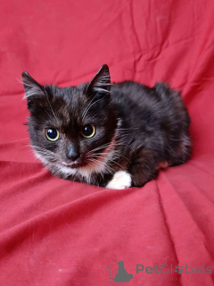 Foto №4. Ich werde verkaufen  in der Stadt St. Petersburg. quotient 	ankündigung - preis - Frei