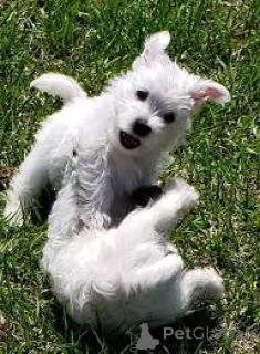 Foto №3. West Highland White Terrier Welpen. Deutschland