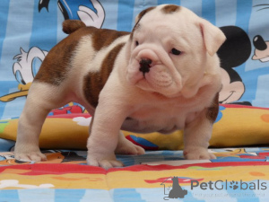 Foto №2 zu Ankündigung № 167014 zu verkaufen englische bulldogge - einkaufen Polen 