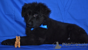 Foto №2 zu Ankündigung № 36690 zu verkaufen deutscher schäferhund - einkaufen Russische Föderation vom kindergarten