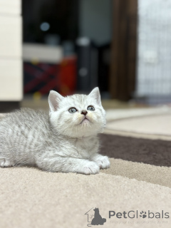 Foto №4. Ich werde verkaufen schottische faltohrkatze in der Stadt Minsk. züchter - preis - 156€