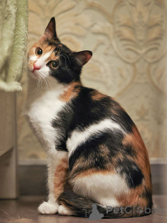 Foto №2 zu Ankündigung № 159020 zu verkaufen  - einkaufen Russische Föderation quotient 	ankündigung