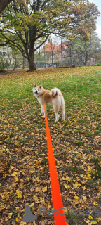 Foto №2. Paarung Service akita. Preis - Frei