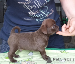 Foto №3. Chihuahua Junge. Weißrussland