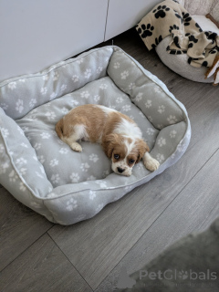 Foto №3. Cavalier Kingcharlesinspanielin pentu. Finnland