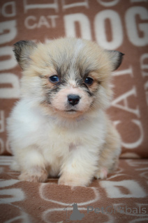 Foto №2 zu Ankündigung № 135054 zu verkaufen welsh corgi - einkaufen Serbien züchter