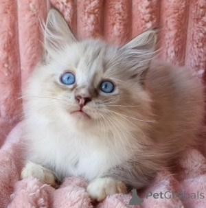 Foto №1. neva maskerade - zum Verkauf in der Stadt Kyivets ' | 678€ | Ankündigung № 154385