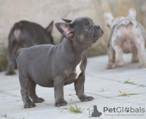 Foto №3. FRANZÖSISCHE BULLDOGGE - exotische Farben. Serbien