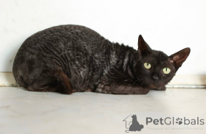 Foto №1. cornish rex - zum Verkauf in der Stadt Chimki | Frei | Ankündigung № 165040
