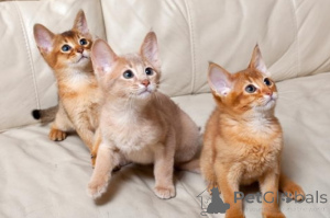 Foto №1. abessinierkatze - zum Verkauf in der Stadt Monaco | verhandelt | Ankündigung № 176199