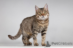 Foto №3. Beauty Caramel sucht ein Zuhause.. Russische Föderation